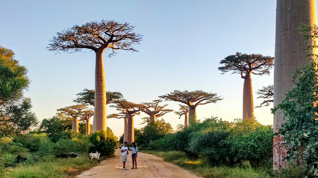 12-Day Adventure And Exploration At The Scenic Madagascar, the avenue of baobabs, RN7, Isalo National park and Ifaty beach (CUSTOMIZABLE)