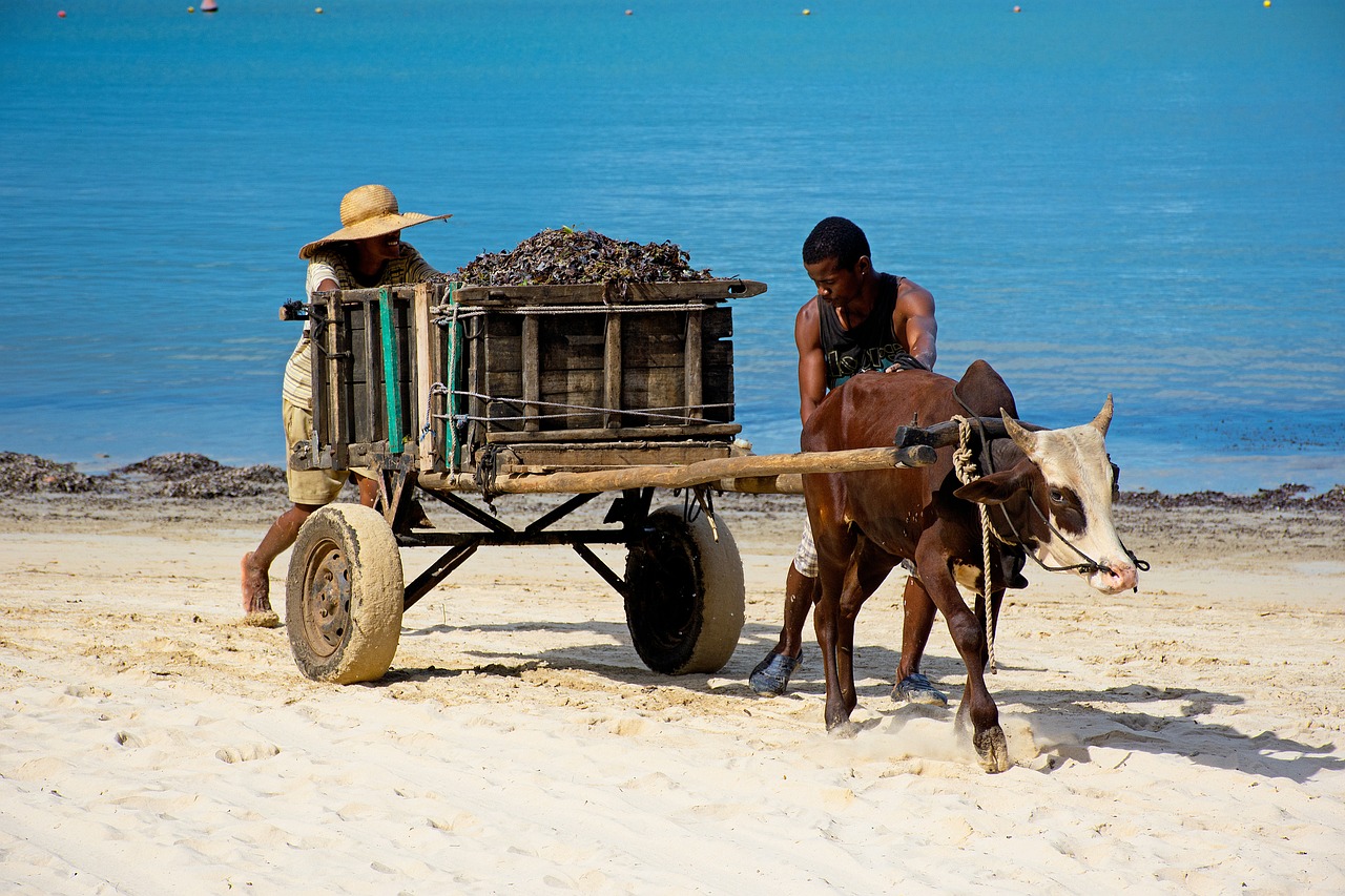 12-Day Adventure And Exploration At The Scenic Madagascar, the avenue of baobabs, RN7, Isalo National park and Ifaty beach (CUSTOMIZABLE)
