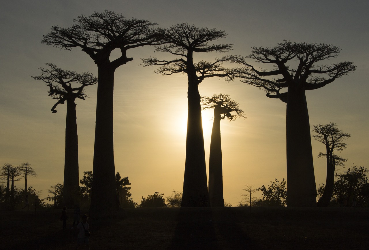 12-Day Adventure And Exploration At The Scenic Madagascar, the avenue of baobabs, RN7, Isalo National park and Ifaty beach (CUSTOMIZABLE)
