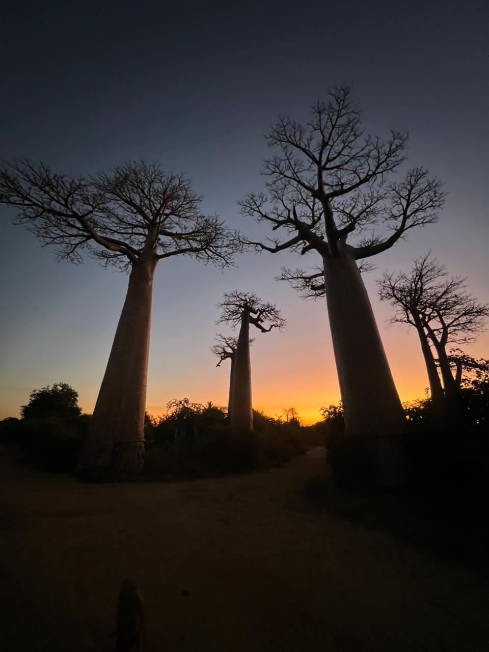 12-Day Adventure And Exploration At The Scenic Madagascar, the avenue of baobabs, RN7, Isalo National park and Ifaty beach (CUSTOMIZABLE)