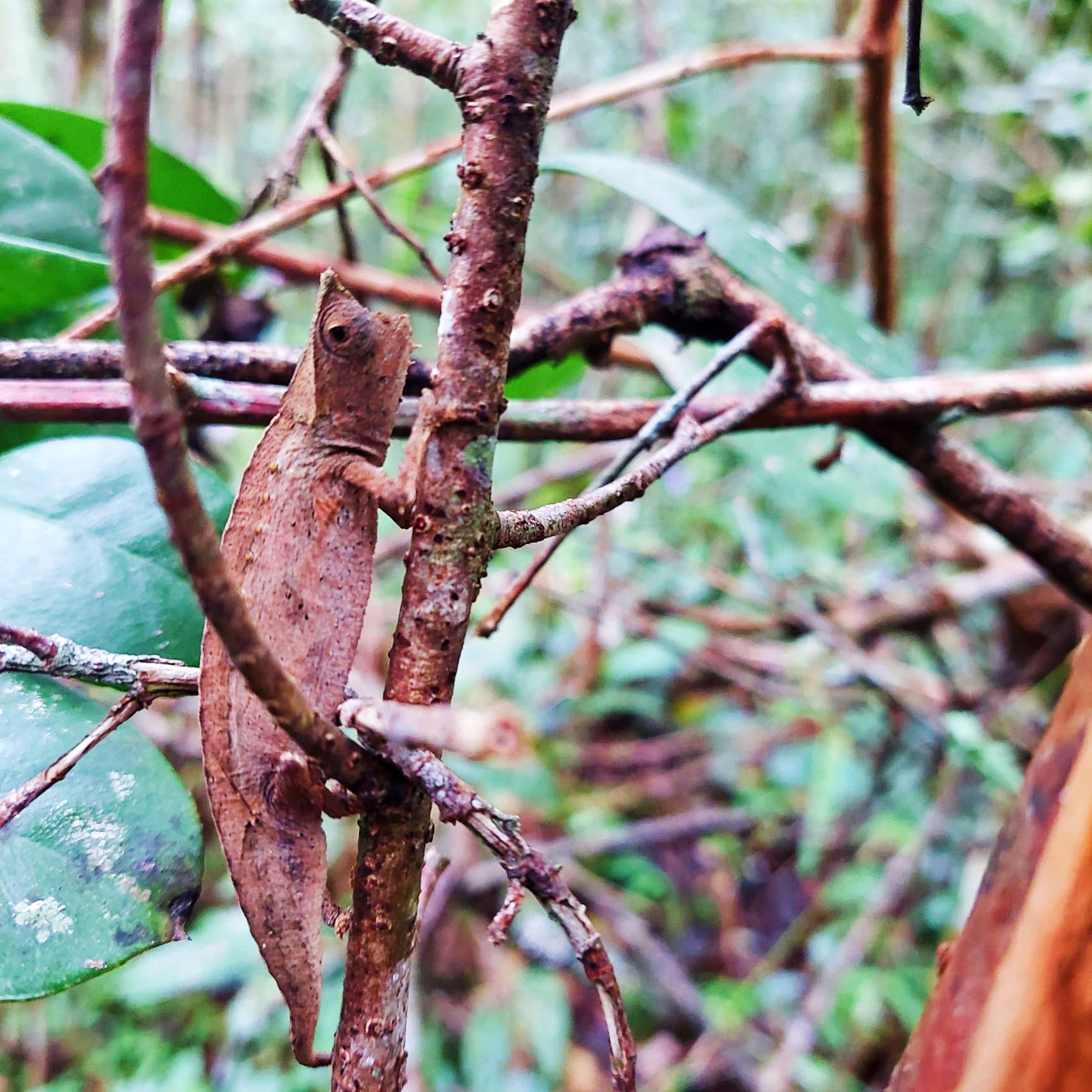 3-Day Exploration And Adventure From Antananarivo To Andasibe Mantadia National Park (CUSTOMIZABLE)