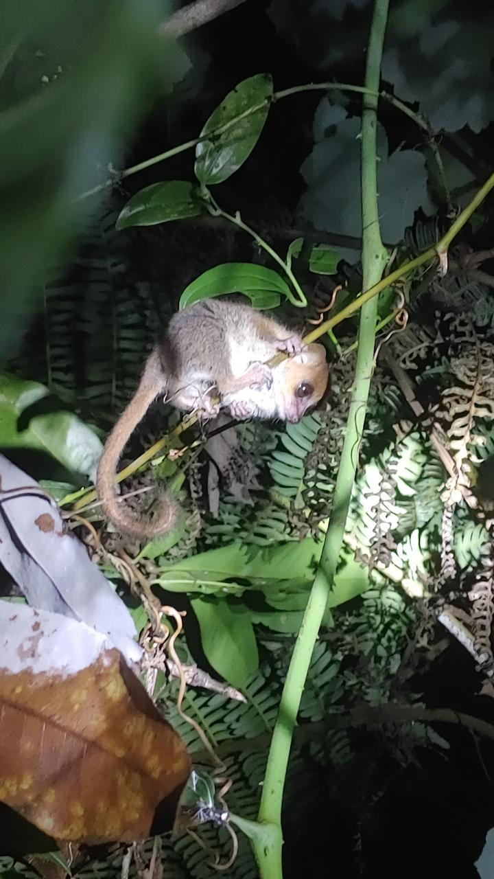 3-DAY EXPLORATION AND ADVENTURE FROM ANTANANARIVO TO ANDASIBE MANTADIA NATIONAL PARK (CUSTOMIZABLE)