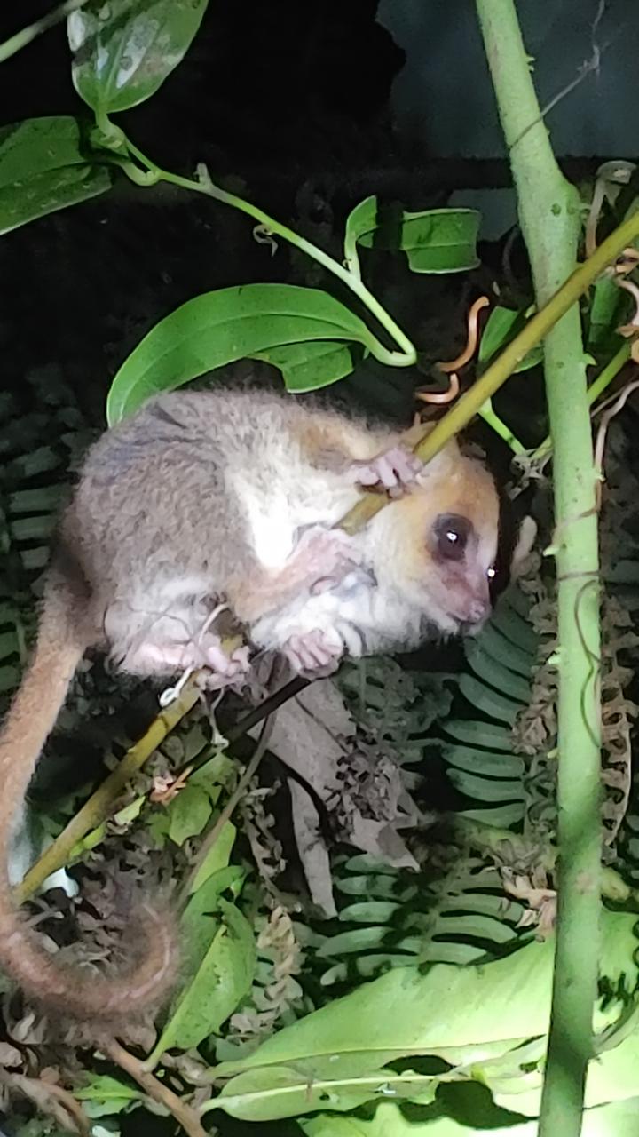 3-DAY EXPLORATION AND ADVENTURE FROM ANTANANARIVO TO ANDASIBE MANTADIA NATIONAL PARK (CUSTOMIZABLE)