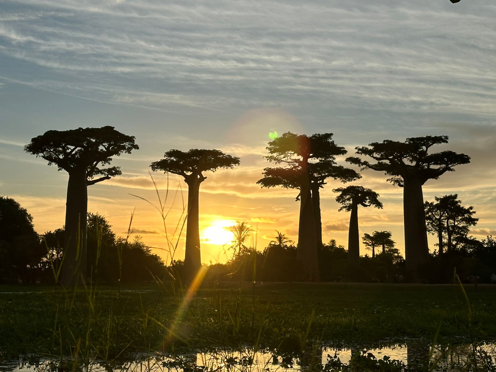 7-DAY TOUR: ANTANANARIVO – MORONDAVA – BAOBAB AVENUE – TSINGY DE BEMARAHA (CUSTOMIZABLE)