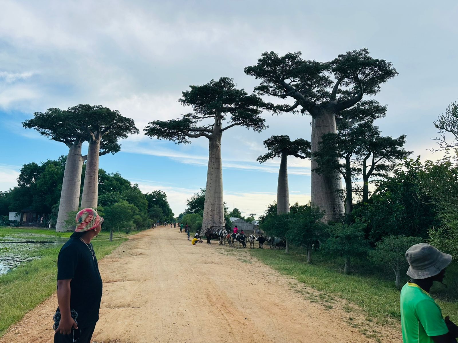 7-DAY TOUR: ANTANANARIVO – MORONDAVA – BAOBAB AVENUE – TSINGY DE BEMARAHA (CUSTOMIZABLE)