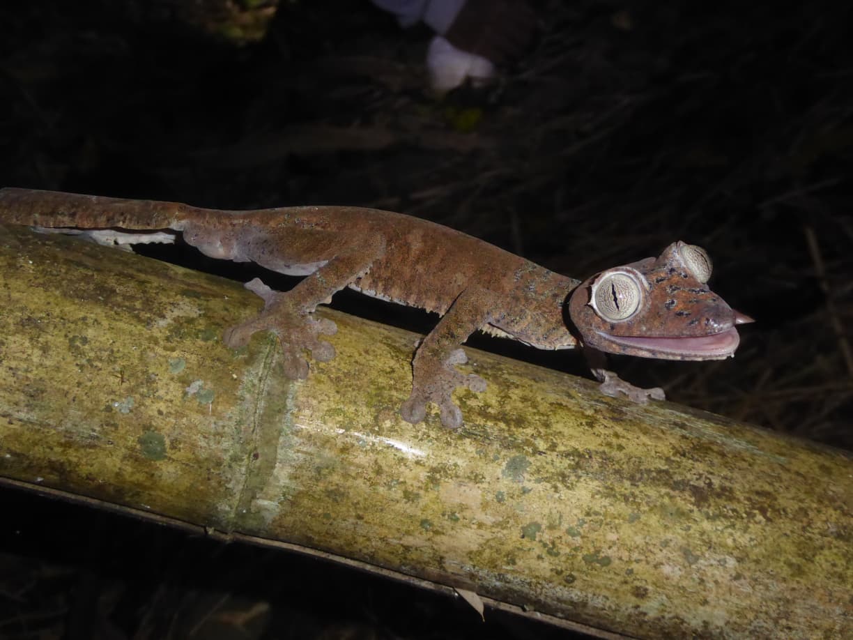 8-DAY ADVENTURE DISCOVER MAROJEJY & SAVA REGION WITH FLIGHT, THE WONDERS OF MADAGASCAR DOMESTIC FLIGHTNOT INCLUDED (CUSTOMIZABLE)