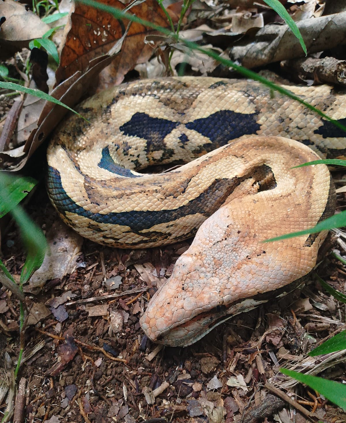 8-DAY ADVENTURE DISCOVER MAROJEJY & SAVA REGION WITH FLIGHT, THE WONDERS OF MADAGASCAR DOMESTIC FLIGHTNOT INCLUDED (CUSTOMIZABLE)