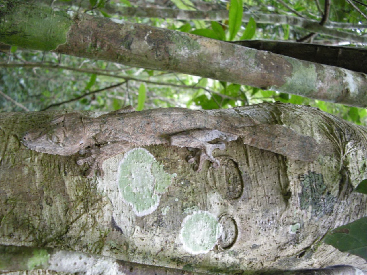 8-DAY ADVENTURE DISCOVER MAROJEJY & SAVA REGION WITH FLIGHT, THE WONDERS OF MADAGASCAR DOMESTIC FLIGHTNOT INCLUDED (CUSTOMIZABLE)