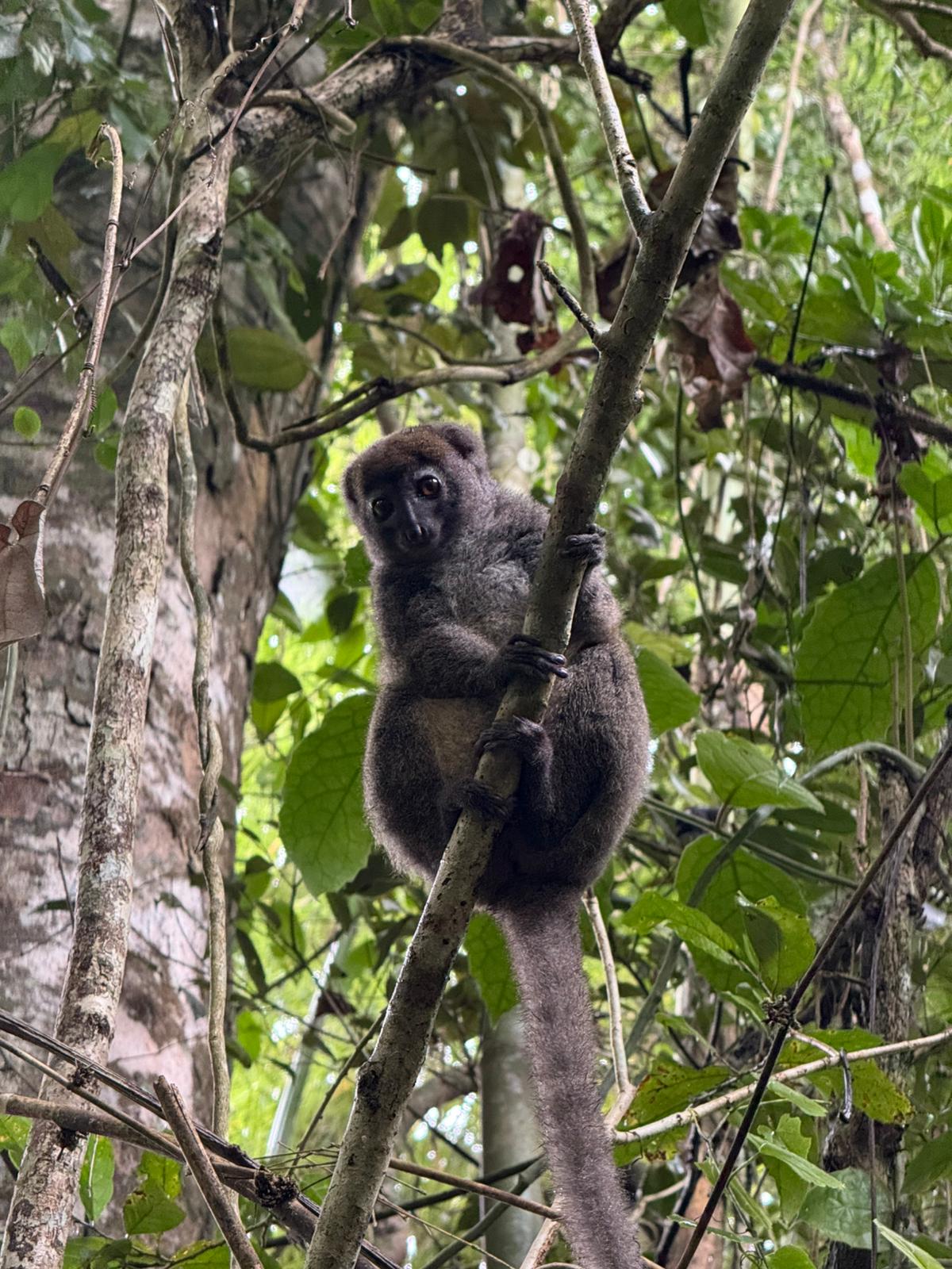 8-DAY ADVENTURE DISCOVER MAROJEJY & SAVA REGION WITH FLIGHT, THE WONDERS OF MADAGASCAR DOMESTIC FLIGHTNOT INCLUDED (CUSTOMIZABLE)