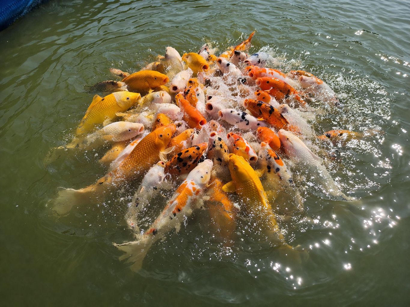 8-DAY ADVENTURE DISCOVER MAROJEJY & SAVA REGION WITH FLIGHT, THE WONDERS OF MADAGASCAR DOMESTIC FLIGHTNOT INCLUDED (CUSTOMIZABLE)