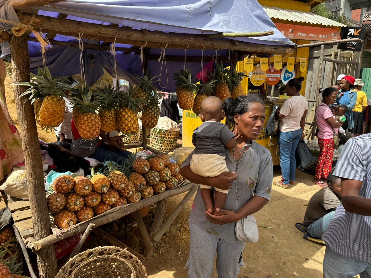 8 days from Tana to the Tropics of Eastern Andasibe national parks and and Northern Masoala: Museum, History, Lemurs, Rainforests & Island Discoveries (CUSTOMIZABLE)