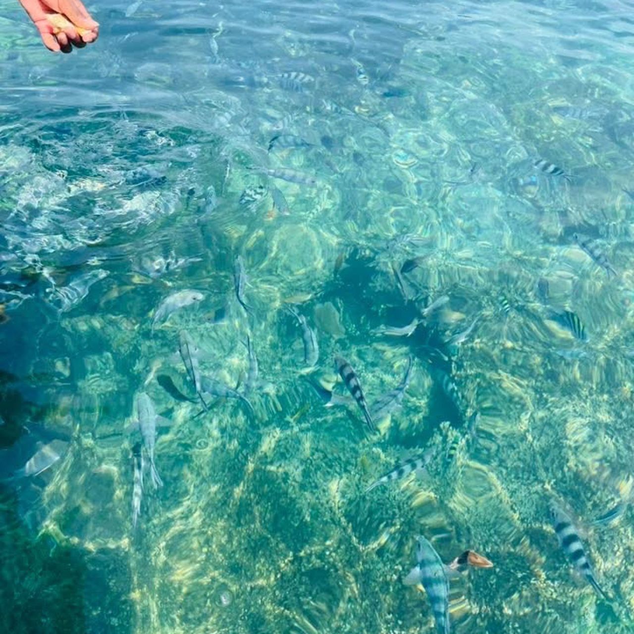 8 days from Tana to the Tropics of Eastern Andasibe national parks and and Northern Masoala: Museum, History, Lemurs, Rainforests & Island Discoveries (CUSTOMIZABLE)