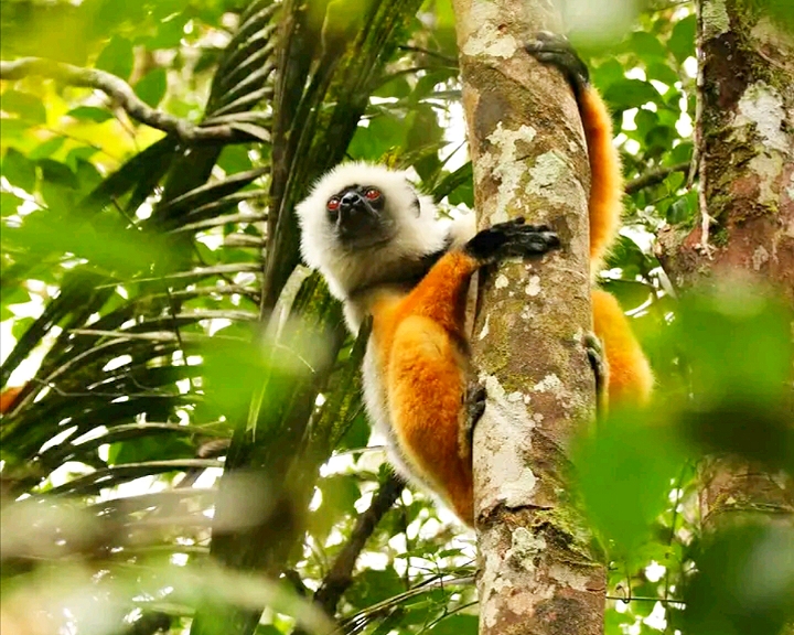 9-Day Wildlife Experience, Pristine beaches and Cultural Immersion From antanananarivo to  Andasibe, Toamasina and the island of whale sainte marie (CUSTOMIZABLE)