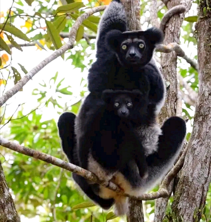 9-Day Wildlife Experience, Pristine beaches and Cultural Immersion From antanananarivo to  Andasibe, Toamasina and the island of whale sainte marie (CUSTOMIZABLE)