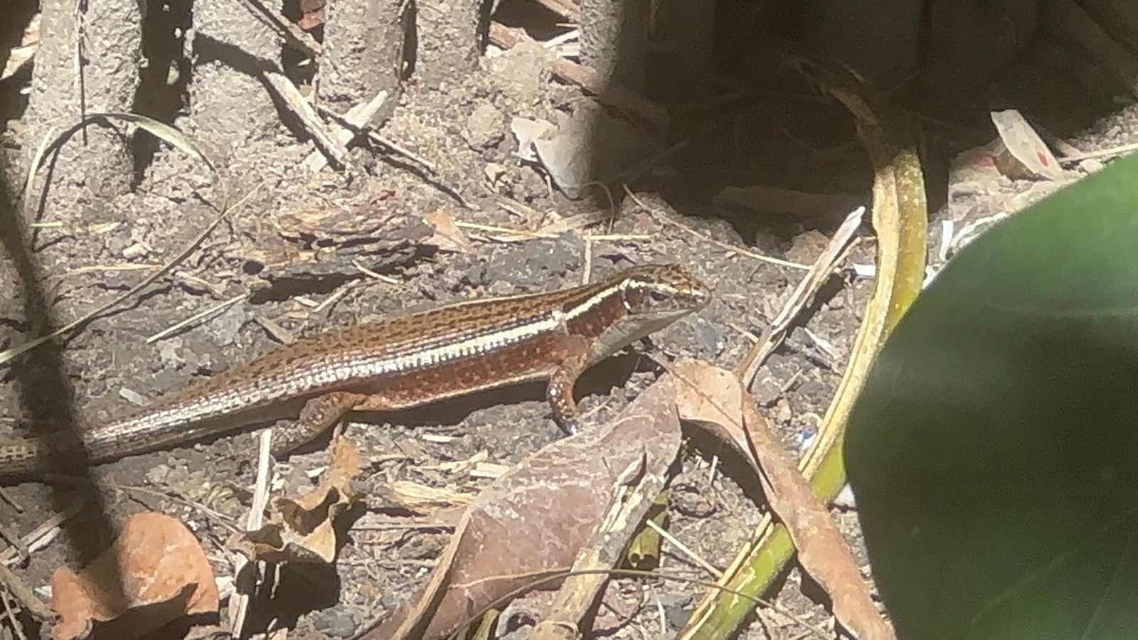 9-DAY WILDLIFE EXPERIENCE, PRISTINE BEACHES AND CULTURAL IMMERSION FROM ANTANANARIVO TO ANDASIBE, TOAMASINA AND THE ISLAND OF WHALE SAINTE MARIE (CUSTOMIZABLE)