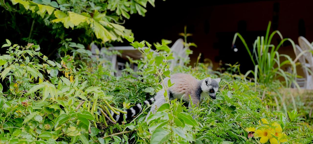 FULL-DAY LEMURS’ PARK & ANTANANARIVO CITY TOUR (CUSTOMIZABLE)
