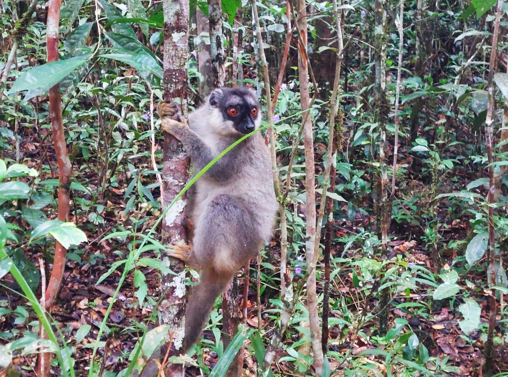 Full-Day Wildlife And Cultural Exploration Tour At Mitsinjo Analamazaotra National Park And Andasibe Description (CUSTOMIZABLE)