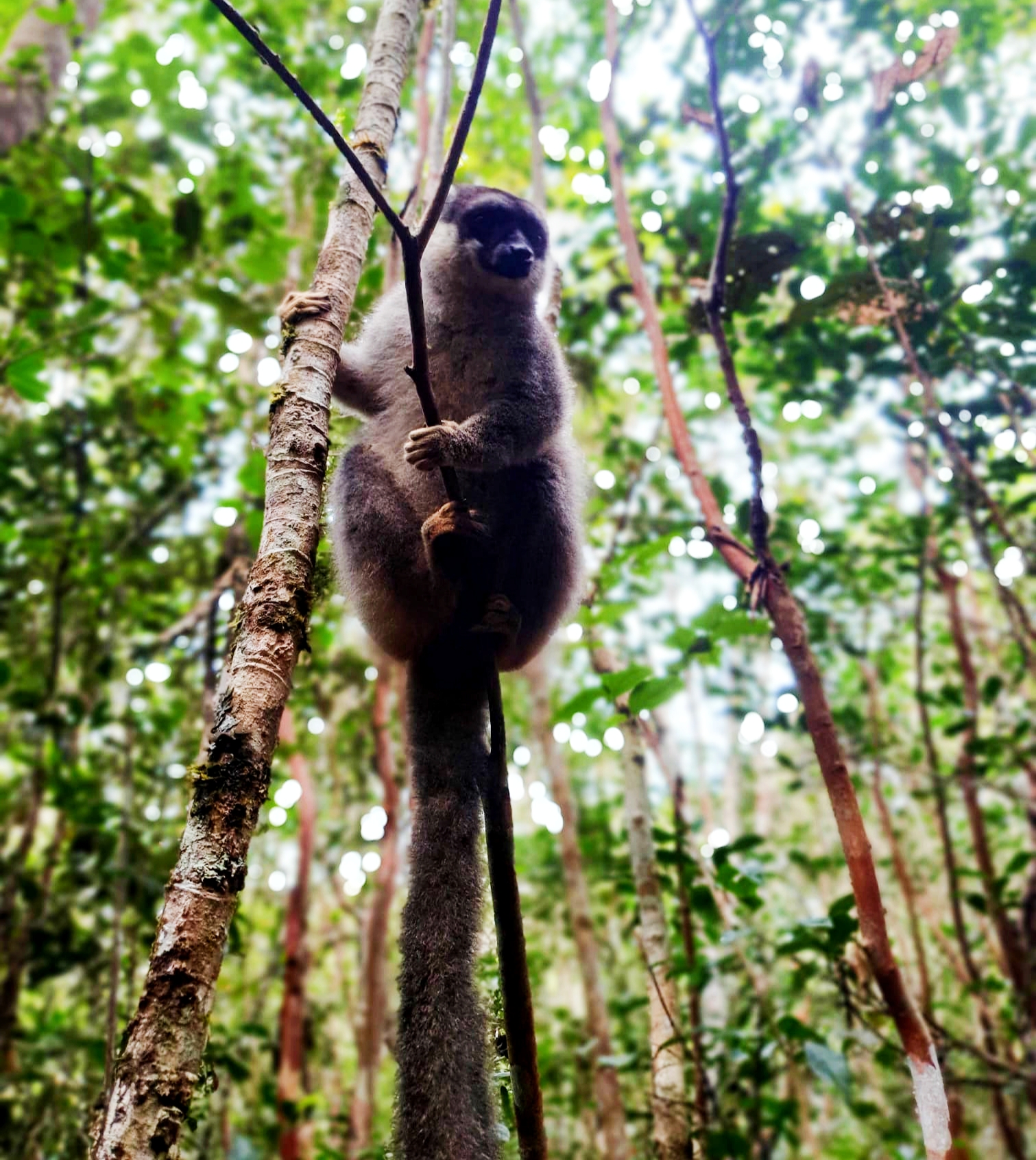 Full-Day Wildlife And Cultural Exploration Tour At Mitsinjo Analamazaotra National Park And Andasibe Description (CUSTOMIZABLE)