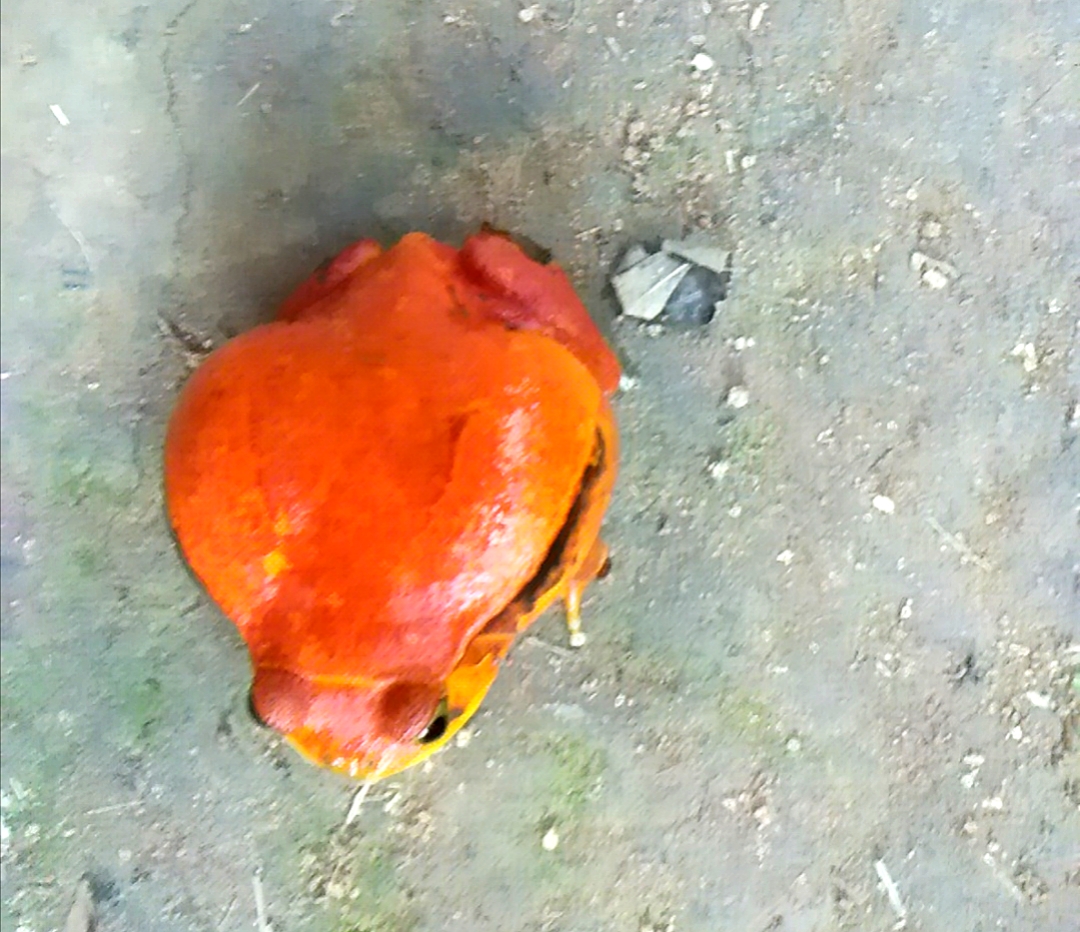 Full-Day Wildlife And Cultural Exploration Tour At Mitsinjo Analamazaotra National Park And Andasibe Description (CUSTOMIZABLE)