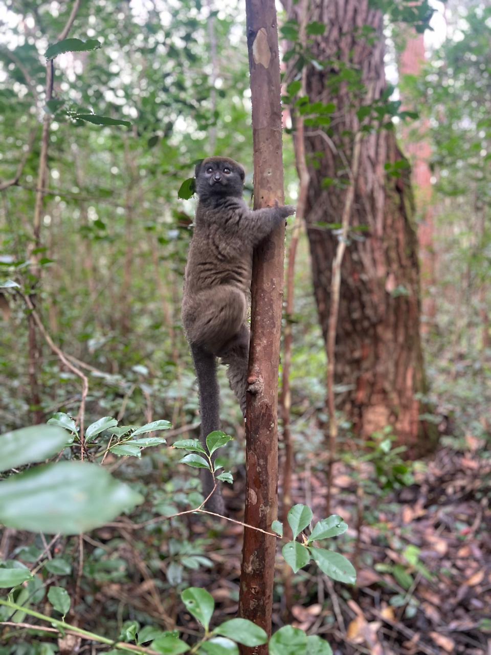 FULL-DAY WILDLIFE AND CULTURAL EXPLORATION TOUR AT MITSINJO ANALAMAZOATRA NATIONAL PARK AND ANDASIBE DESCRIPTION (CUSTOMIZABLE)
