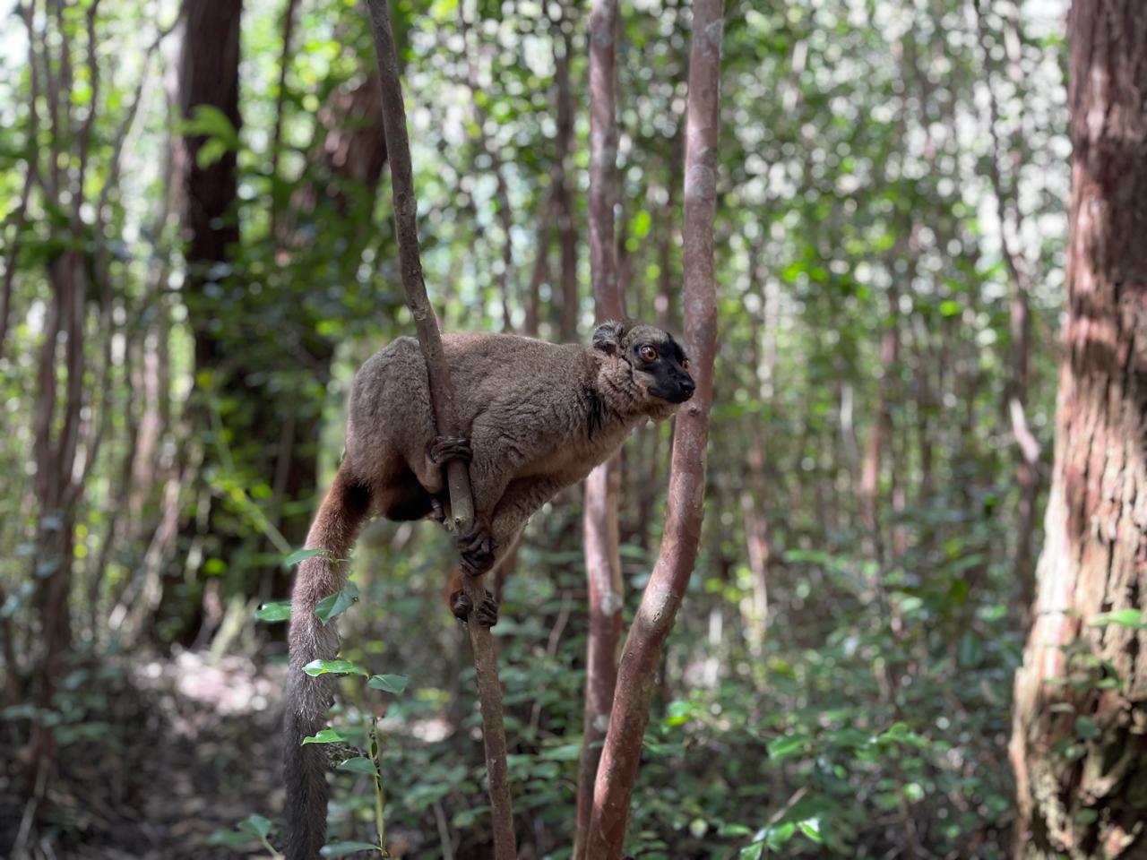 FULL-DAY WILDLIFE AND CULTURAL EXPLORATION TOUR AT MITSINJO ANALAMAZOATRA NATIONAL PARK AND ANDASIBE DESCRIPTION (CUSTOMIZABLE)
