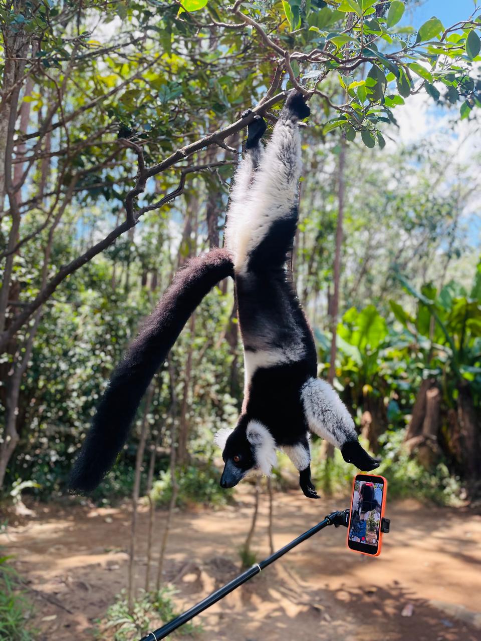 FULL-DAY WILDLIFE AND CULTURAL EXPLORATION TOUR AT MITSINJO ANALAMAZOATRA NATIONAL PARK AND ANDASIBE DESCRIPTION (CUSTOMIZABLE)