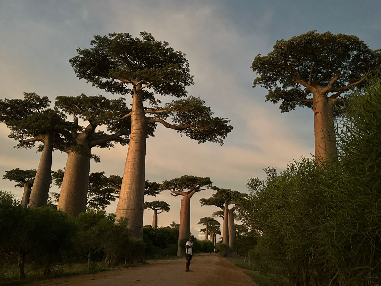 Madagascar: 3-Day Baobabs’ avenue, Lemurs Tour with Flights