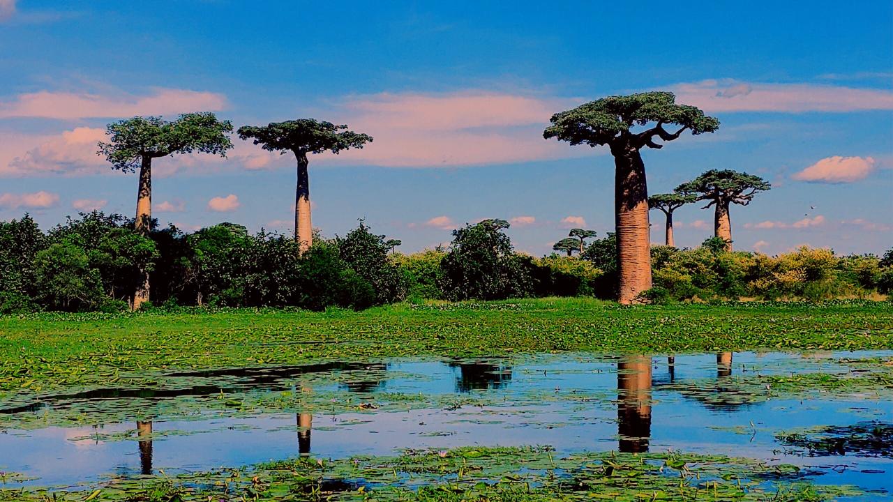 Madagascar: 3-Day Baobabs’ avenue, Lemurs Tour with Flights